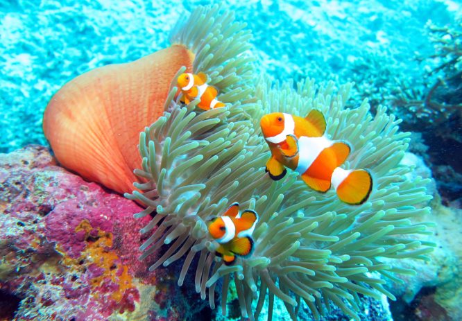 5 dari 7 laut yang memiliki terumbu karang terindah di dunia